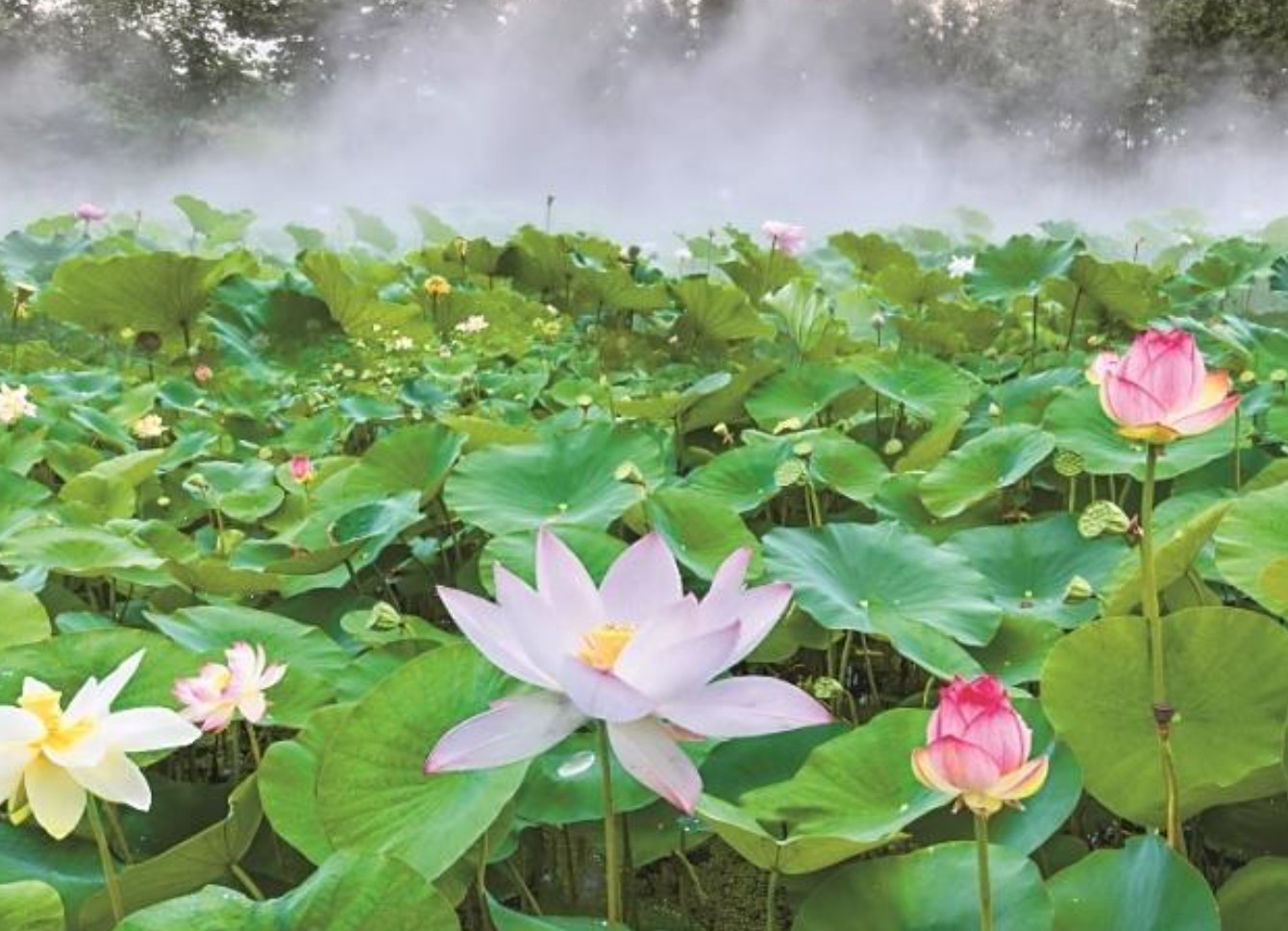 西安市2026年消夏文旅季暨西安千荷苑荷文化旅游季启动