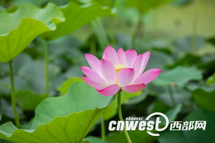 正在上传... 1895e2553470913fb8f429202face378.png