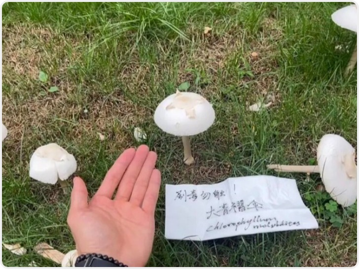刚出梅就遇台风湿热天有毒生物活跃 医生提醒：别轻信AI识图辨野菌