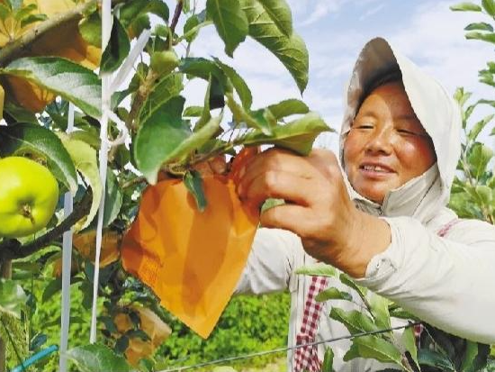 永寿县果农在果园进行拉枝、剪枝、套袋等夏管工作