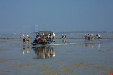 赶海