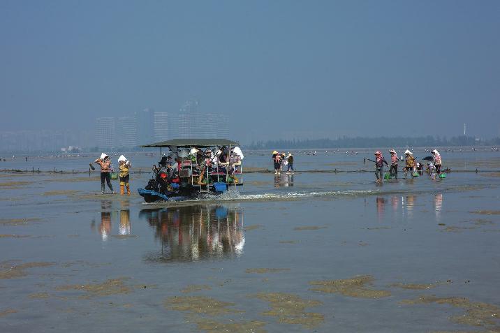 赶海