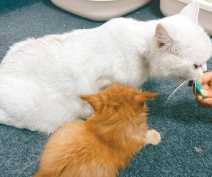 西北地区首例体细胞克隆猫克隆犬培育成功 