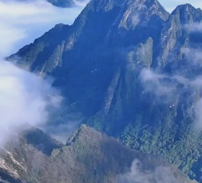 太白山自然保护区发现罕见水青树古树群
