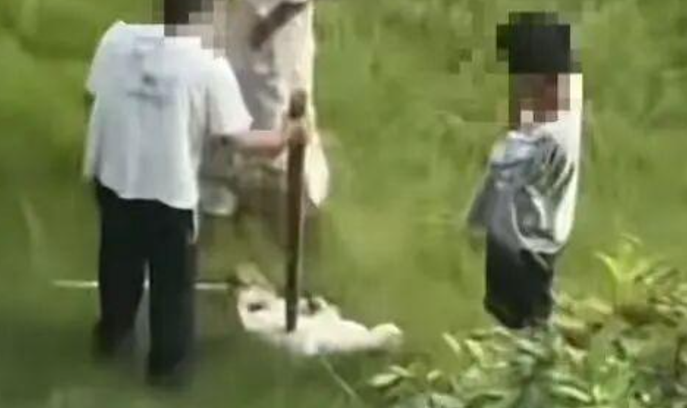 三名男孩虐猫致死亡 律师：涉事监护人应承担相应责任