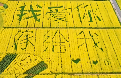 网友发现重庆一油菜花田表白文字 当事人：2025年求婚留下