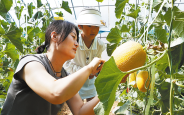 瓜果飘香引客来