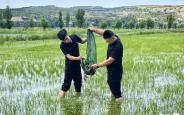 百万蟹苗陆续入稻田