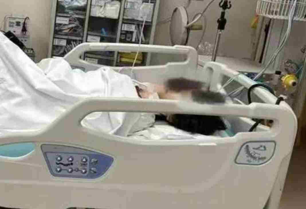 上海一女子举报虐猫行为被造黄谣轻生 家属：追责到底