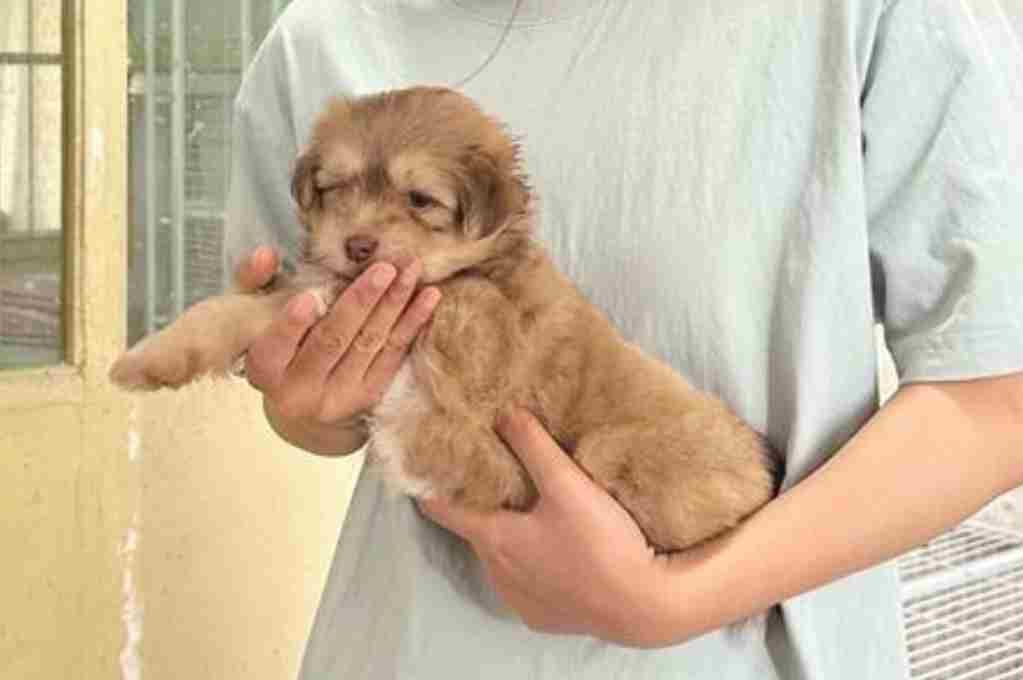 西农大体细胞克隆猫克隆犬诞生记：克隆不是“复制过去”