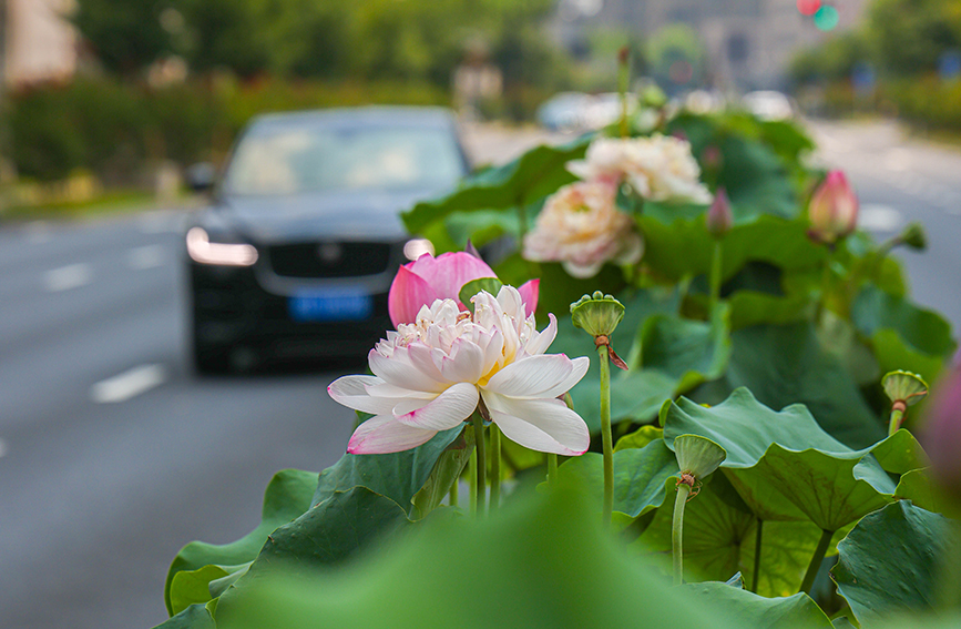 上海：创新打造道路隔离带荷花花箱景观