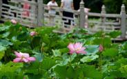 荷风送香 荷花绽放引市民打卡