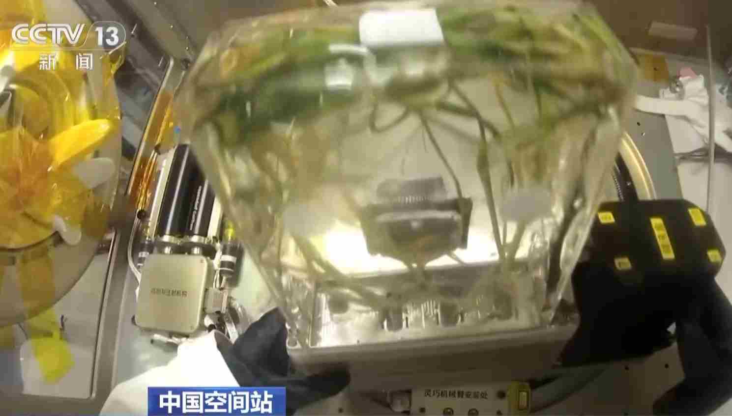 太空种粮技术升级！首次在轨连续培养两代水稻实验进展顺利