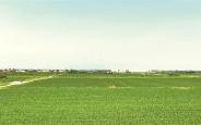 盐碱地里的“良田梦”