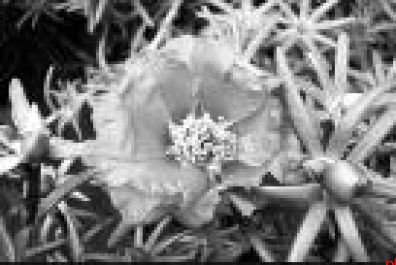 『会动』的植物