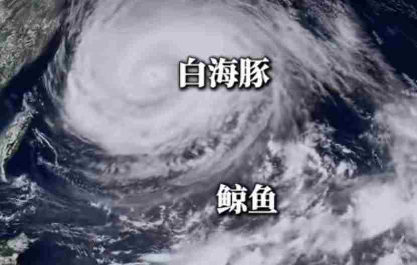 “白海豚”居然走出古怪路径！在海上“打了个结”？