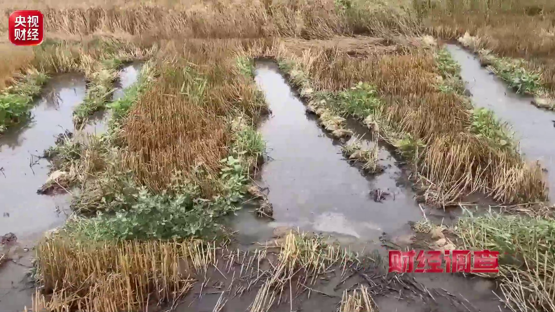 良田被毁、污水入河 央视曝光多地乡村排污乱象