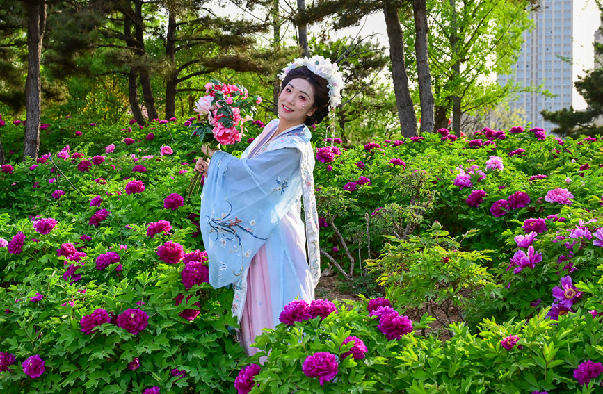 河南洛阳：唯有牡丹真国色 花开时节动京城