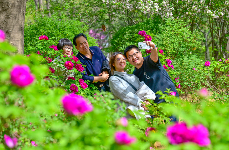 河南洛阳：唯有牡丹真国色 花开时节动京城