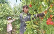产业花开遍地香
