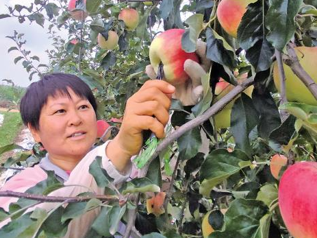 永安村苹果种植基地 果农忙着采摘早熟苹果