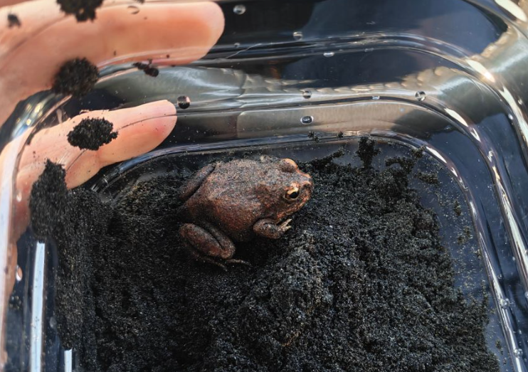 严防外来生物入侵 大理石沙蛙在中国口岸截获