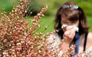 秋季花粉季 别把严重过敏当“难受”