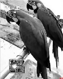 保护动物绝非“想养就能养” 异宠暗藏生态风险