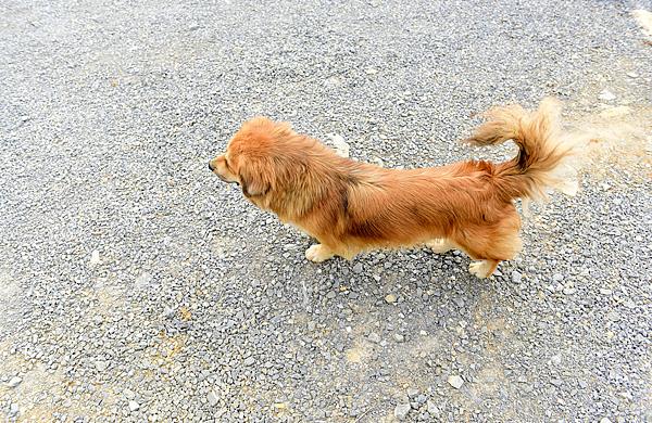 遛狗不牵绳致犬只被撞 责任如何承担？法院这样判