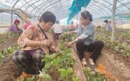 抢抓农时忙移栽孕育满园草莓香