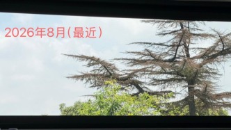 苏州平江历史街区老树疑遭“钻孔灌药”最新进展