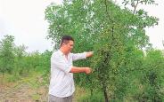 种下酸枣树 闯出致富路
