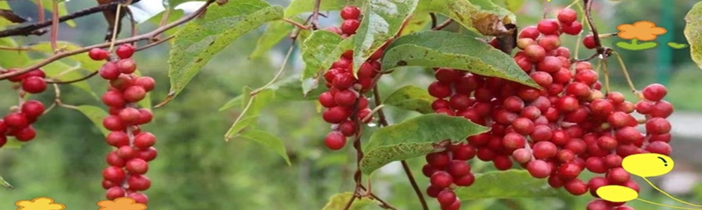荒山结出“致富果”