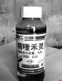 除草剂为什么不会杀死农作物?