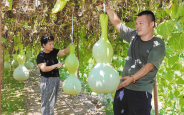 “金葫芦”拓宽致富路