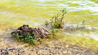 洱海局部变“绿”？大理融媒：全湖藻类整体可控