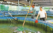 一尾鱼“游”出富民路