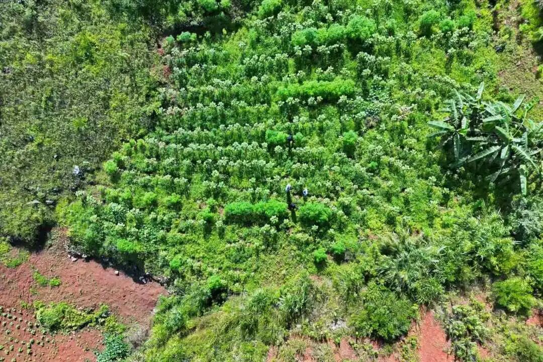 云南临沧借无人机排查 发现野生大麻500余株！