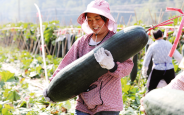 秦岭山间 瓜满藤