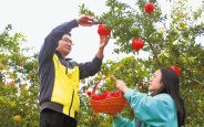 红石榴铺就致富路