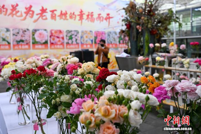 五百余个“中国芯”月季新品在昆明集体亮相 中国加快推进花卉种业研发