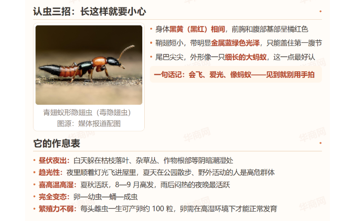 图解|“背锅”几十年的它们大多是益虫 隐翅虫的