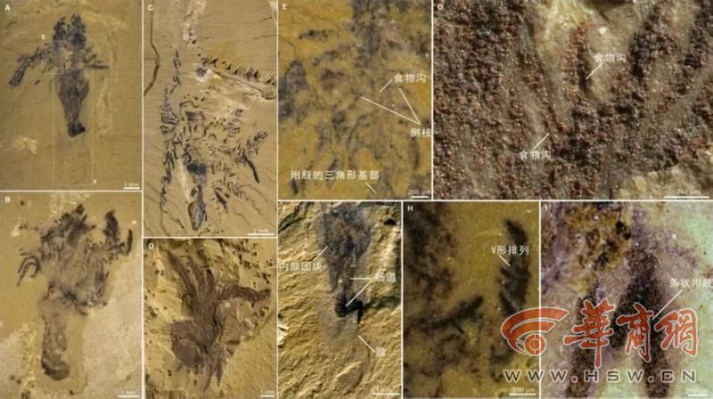 西北大学科研团队发现518亿年前“胶膜玉净虫”!为破解海星等动物早期演化之谜提供了新证据(图2)
