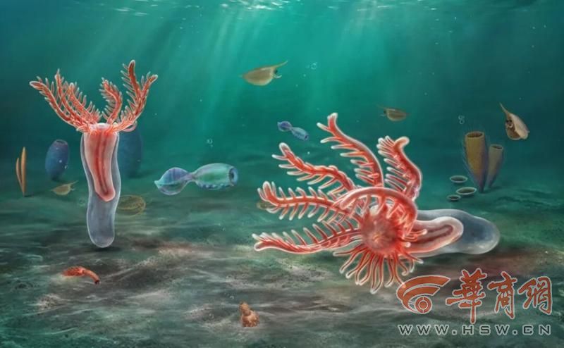 玉净虫海洋生态艺术复原图