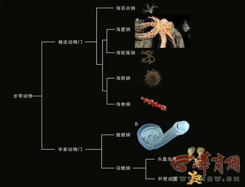 西北大学科研团队发现518亿年前“胶膜玉净虫”!为破解海星等动物早期演化之谜提供了新证据(图1)
