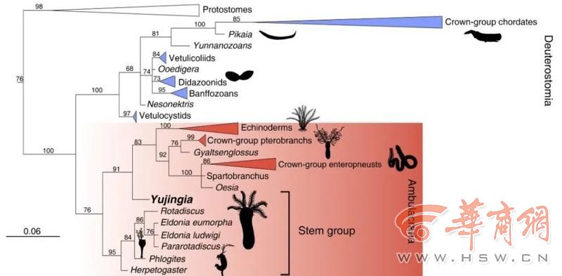 西北大学科研团队发现518亿年前“胶膜玉净虫”!为破解海星等动物早期演化之谜提供了新证据(图4)