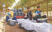葡萄优品满枝藤