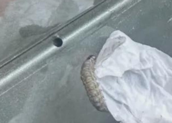 车上莫名其妙出现小圆洞 不少人已“中招”！专家提醒