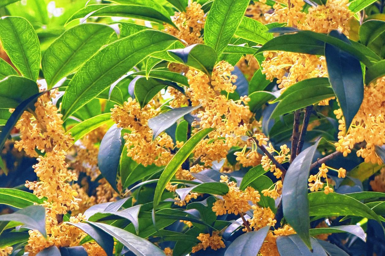 9QwbTVwd14552Ner.png 图片 2.png
