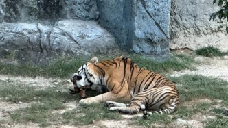 动物园卖活鸡让猛兽撕咬 媒体：别把商业猎奇当自然教育